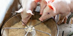10 Must-Know Supplements for Piglets