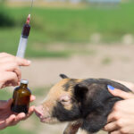 Proper Use of Veterinary Medicines