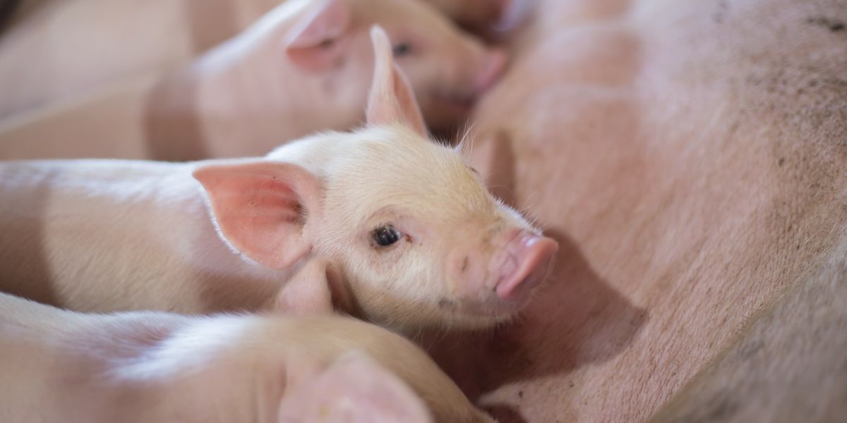 Kahalagahan-ng-supplements-para-sa-mga-piglets-featured