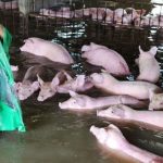 CHĂN NUÔI MÙA MƯA HIỆU QUẢ: 6 LƯU Ý HẠN CHẾ DỊCH BỆNH GIA SÚC GIA CẦM