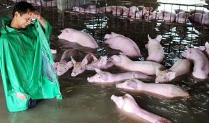 Hướng dẫn kỹ thuật về chăn nuôi gia súc, gia cầm hiệu quả trong mùa mưa bão. Các biện pháp chủ động phòng ngừa dịch bệnh và bảo vệ vật nuôi trong thời gian lũ lụt.