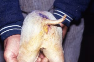Các triệu chứng điển hình của bệnh E.coli trên heo con bao gồm thể tiêu chảy phân trắng vàng và thể phù đầu gây sưng mí mắt.